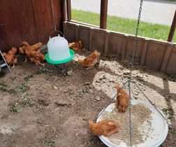 Kyllingerne er aktive